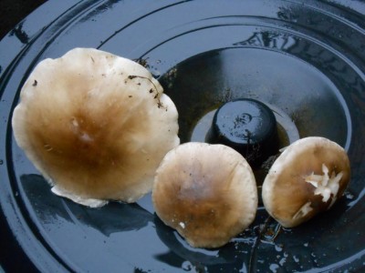 DSCN1413.JPG (73.88 KiB) Osservato 2091 volte DSCN1413.JPG