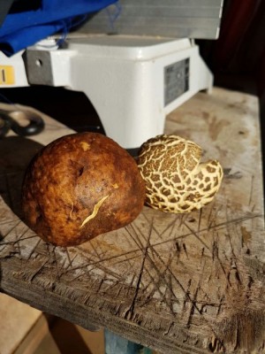 IMG-20161208-WA0007.jpg (63.86 KiB) Osservato 2400 volte IMG-20161208-WA0007.jpg