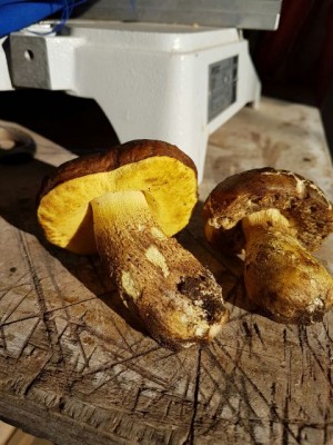 IMG-20161208-WA0002.jpg (73.8 KiB) Osservato 2390 volte IMG-20161208-WA0002.jpg