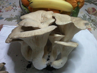 Fotografie-0065.jpg (116.73 KiB) Osservato 1000 volte Fotografie-0065.jpg