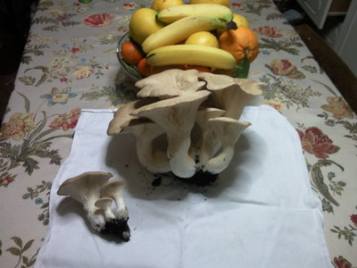 Fotografie-0064.jpg (123.43 KiB) Osservato 1000 volte Fotografie-0064.jpg