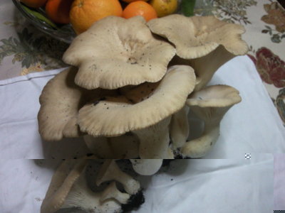 Fotografie-0069.jpg (126.02 KiB) Osservato 1000 volte Fotografie-0069.jpg