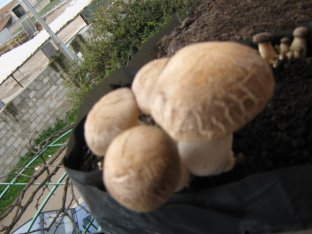 Immagine.150.jpg Immagine.150.jpg