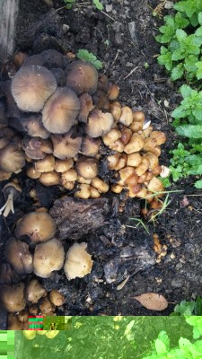 20181027_111324.jpg (138.66 KiB) Osservato 668 volte 20181027_111324.jpg