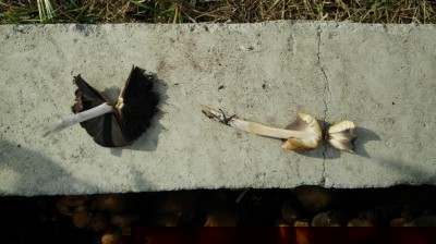 20181027_111343.jpg (102.33 KiB) Osservato 697 volte 20181027_111343.jpg