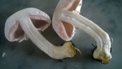 1.jpg (155.04 KiB) Osservato 722 volte 1.jpg