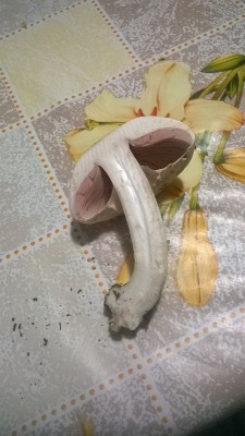 2.jpg (176.38 KiB) Osservato 701 volte 2.jpg