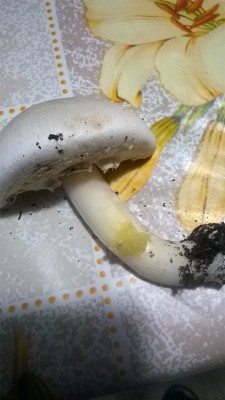 3.jpg (160.26 KiB) Osservato 701 volte 3.jpg