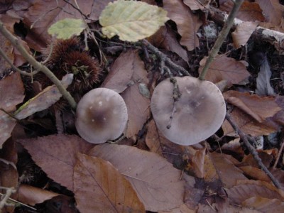 DSC06208.JPG (99.3 KiB) Osservato 682 volte DSC06208.JPG