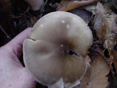 DSC06203.JPG (69.24 KiB) Osservato 682 volte DSC06203.JPG