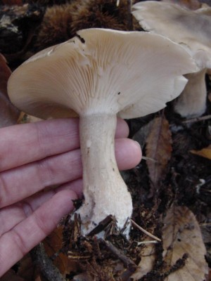 DSC06206.JPG (75.52 KiB) Osservato 682 volte DSC06206.JPG