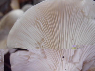 DSC06205.JPG (60.87 KiB) Osservato 682 volte DSC06205.JPG