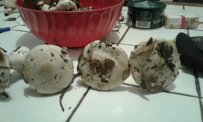 sconosciuto 7.jpg (63.08 KiB) Osservato 652 volte sconosciuto 7.jpg