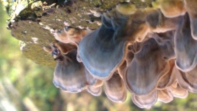 WP_20181208_13_01_23_Pro.jpg (60.55 KiB) Osservato 728 volte WP_20181208_13_01_23_Pro.jpg