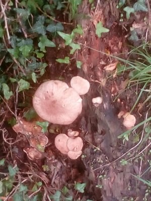 IMG_20190522_102558.jpg (115.24 KiB) Osservato 1338 volte IMG_20190522_102558.jpg