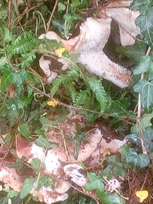 IMG_20190522_102741.jpg (149.27 KiB) Osservato 1338 volte IMG_20190522_102741.jpg