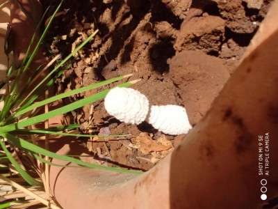 IMG_20190907_151705.jpg (107.67 KiB) Osservato 1930 volte IMG_20190907_151705.jpg