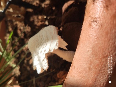 IMG_20190908_120000.jpg (71.66 KiB) Osservato 1898 volte IMG_20190908_120000.jpg