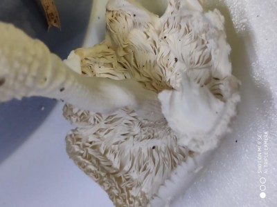 Foto da sotto / IMG_20190908_231153.jpg IMG_20190908_231153.jpg