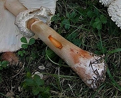 chlorophyllum brunneum rhachodes boehmica - Copia.JPG chlorophyllum brunneum rhachodes boehmica - Copia.JPG