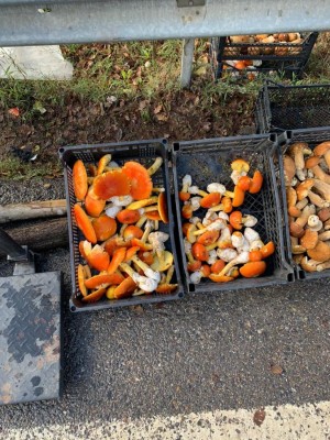 funghi 1.jpg (194.66 KiB) Osservato 749 volte funghi 1.jpg