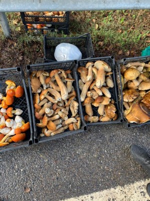 funghi 2.jpg (203.03 KiB) Osservato 749 volte funghi 2.jpg