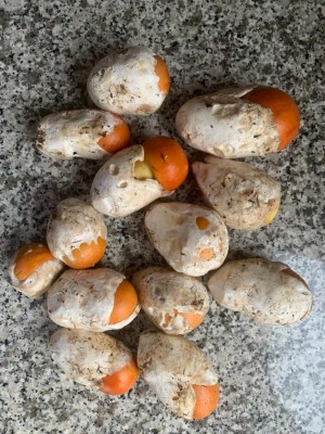 funghi 5.jpg (153.72 KiB) Osservato 749 volte funghi 5.jpg