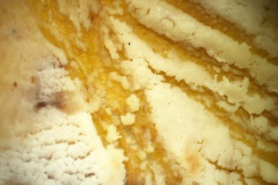 Armillaria mellea - sporata bianca.jpg