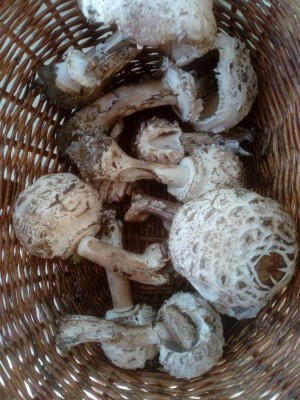 Mazze di tamburo 1.jpg (134.79 KiB) Osservato 2464 volte Mazze di tamburo 1.jpg