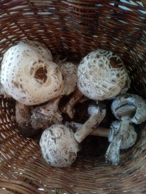 Mazze di tamburo 2.jpg (129.34 KiB) Osservato 2464 volte Mazze di tamburo 2.jpg