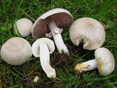 foto che descrive il colore del cappello al quale mi riferisco. / prataiolo-velenoso.jpg prataiolo-velenoso.jpg