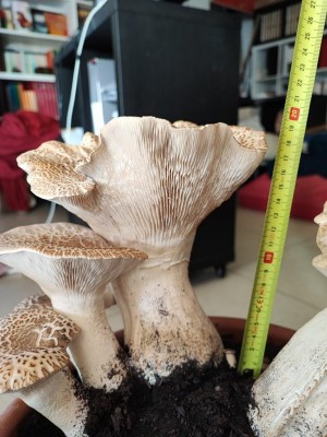 WhatsApp Image 2023-02-11 at 14.45.34.jpeg (112.45 KiB) Osservato 2763 volte WhatsApp Image 2023-02-11 at 14.45.34.jpeg