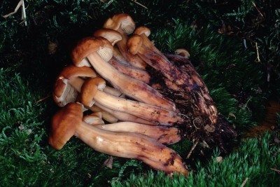 1.jpg (181.36 KiB) Osservato 2069 volte 1.jpg