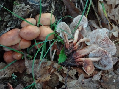 2 .jpg (220.63 KiB) Osservato 2657 volte 2 .jpg