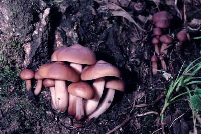 3.jpg (205.35 KiB) Osservato 2657 volte 3.jpg