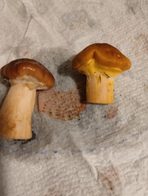 1729536607689.jpg (74.3 KiB) Osservato 3998 volte 1729536607689.jpg