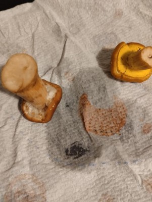 IMG_20241020_202747.jpg (86.8 KiB) Osservato 3998 volte IMG_20241020_202747.jpg