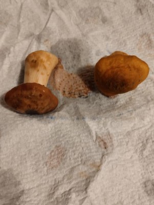 IMG_20241020_202731.jpg (69.28 KiB) Osservato 4040 volte IMG_20241020_202731.jpg