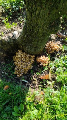 IMG-20251107-WA0001.jpeg (172.28 KiB) Osservato 1745 volte IMG-20251107-WA0001.jpeg