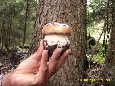 DSCI0310.JPG (321.91 KiB) Osservato 1120 volte DSCI0310.JPG