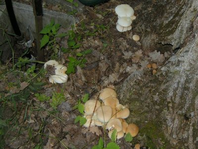 1DSCN8548.JPG (138.46 KiB) Osservato 1084 volte 1DSCN8548.JPG