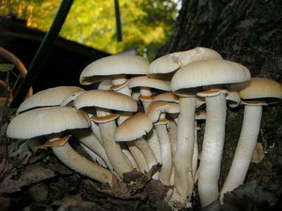 3DSCN8551.JPG (94.07 KiB) Osservato 1084 volte 3DSCN8551.JPG