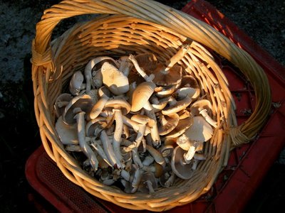 4DSCN8556-1.JPG (127.91 KiB) Osservato 1084 volte 4DSCN8556-1.JPG