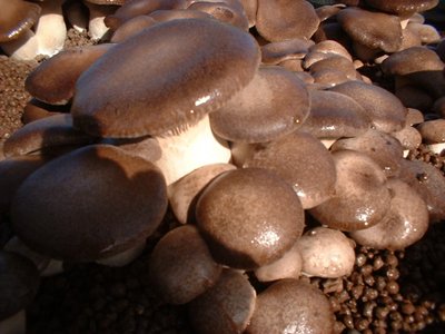 _110138AA.JPg (215.34 KiB) Osservato 1150 volte _110138AA.JPg