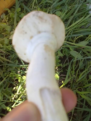 29102011134.jpg (105.35 KiB) Osservato 928 volte 29102011134.jpg