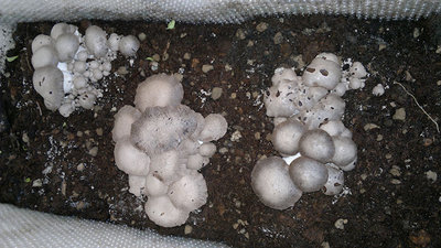 07122011086.jpg (111.14 KiB) Osservato 2891 volte 07122011086.jpg