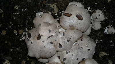 07122011089.jpg (82.68 KiB) Osservato 2891 volte 07122011089.jpg