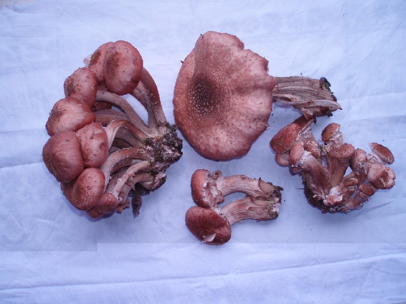 funghi2007.JPG