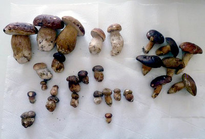 funghi.jpg (82.33 KiB) Osservato 1278 volte funghi.jpg