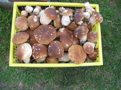 IMG_2176.JPG (256.28 KiB) Osservato 709 volte IMG_2176.JPG